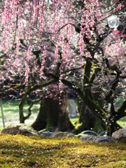 北野天満宮の梅