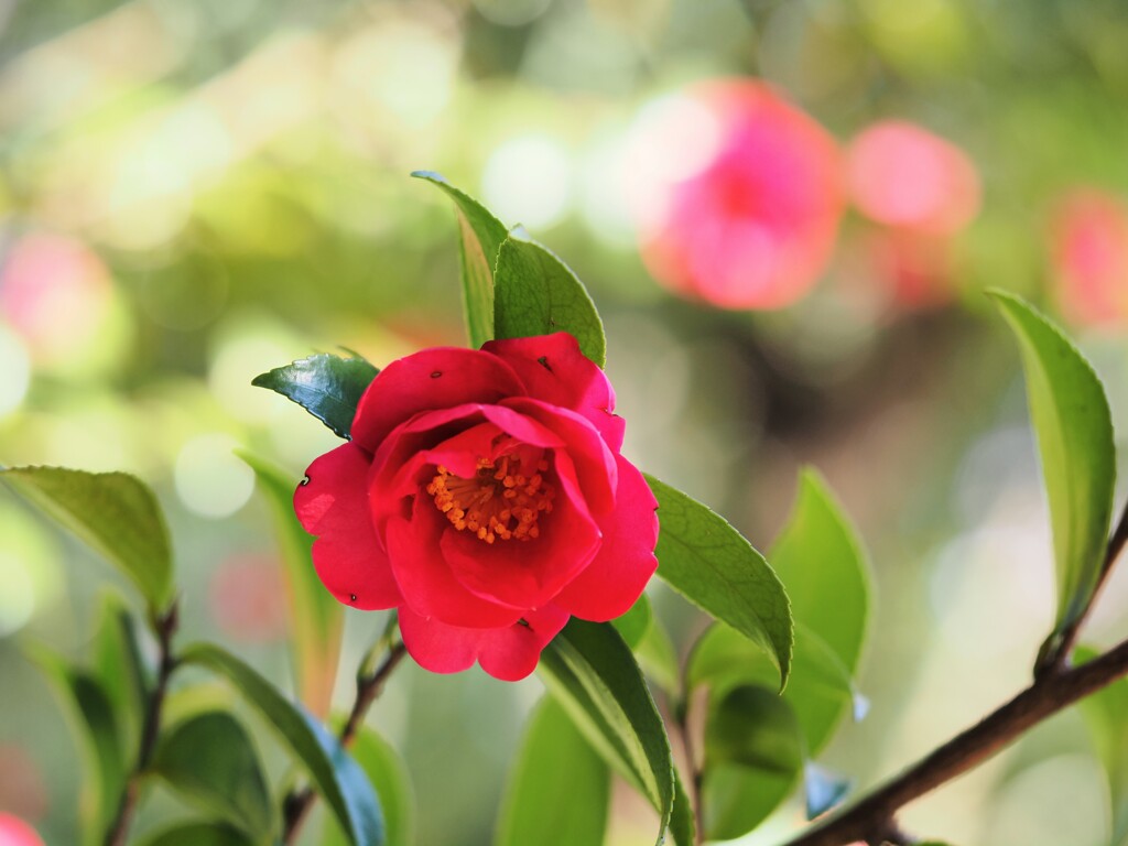 冬の公園　山茶花