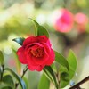 冬の公園　山茶花