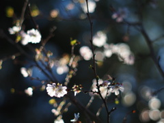 光をまとう秋の桜