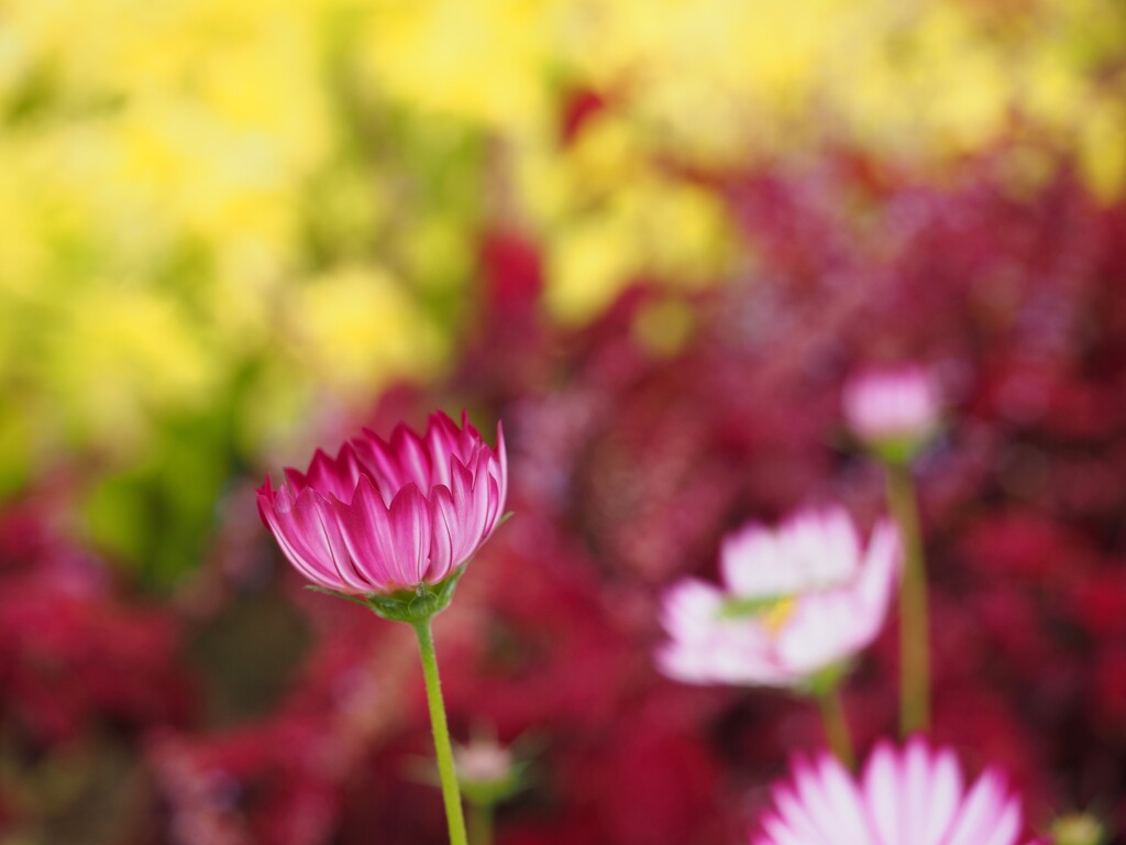 個性的コスモス「ふちどり」