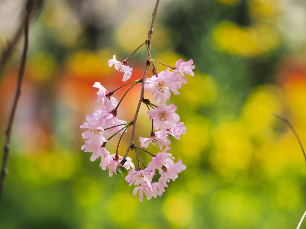 桜　菜の花　コラボⅡ