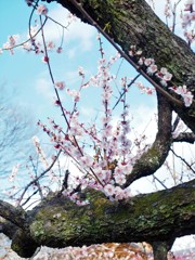木の上の生け花