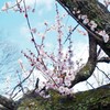 木の上の生け花