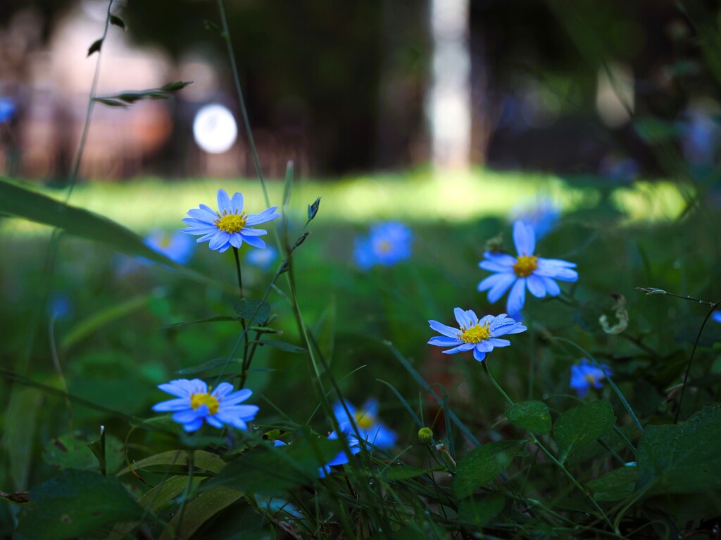秋の小さな花Ⅰ