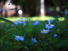秋の小さな花Ⅰ