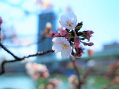 大川と桜　Ⅲ