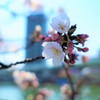 大川と桜　Ⅲ