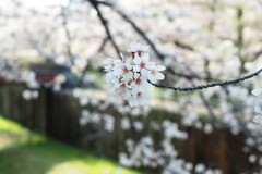 桜　と・・「レンガ」Ⅳ