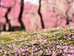 しきつめられた花びら　城南宮