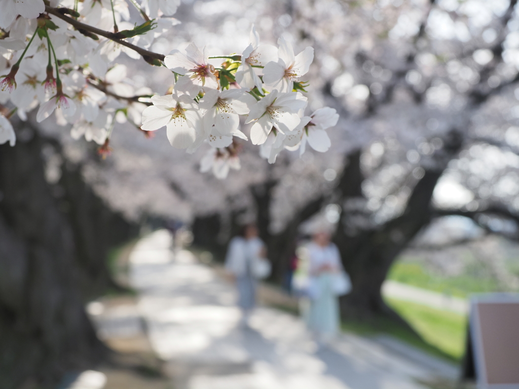 背割桜Ⅲ　てくてく