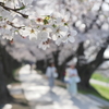 背割桜Ⅲ　てくてく