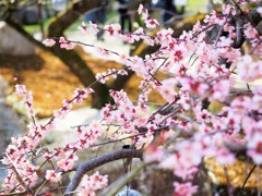 北野天満宮　日を浴びる梅