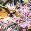 北野天満宮　日を浴びる梅