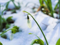 雪のスノードロップ　雫付き