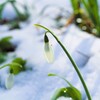 雪のスノードロップ　雫付き