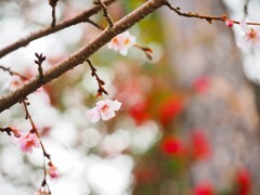 冬の桜　ピンクと白と赤と