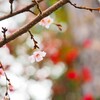 冬の桜　ピンクと白と赤と