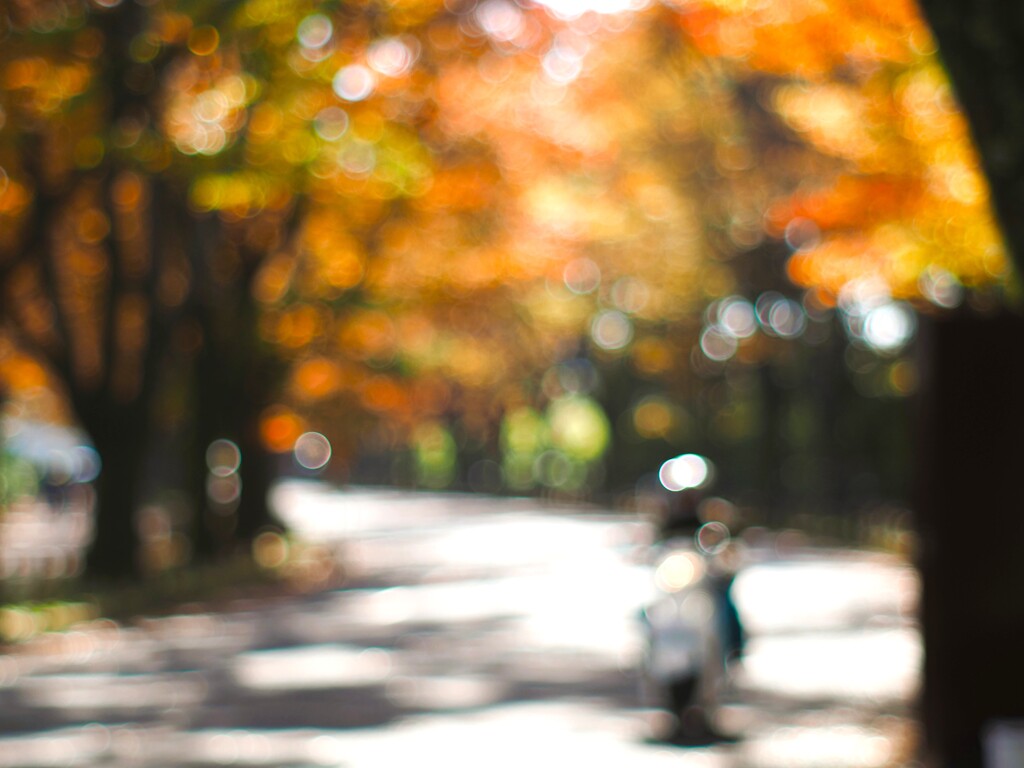 秋『バイクで街路樹を通る』