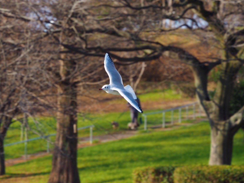 ふわっ！来年は鳥（酉）
