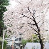 春！満開