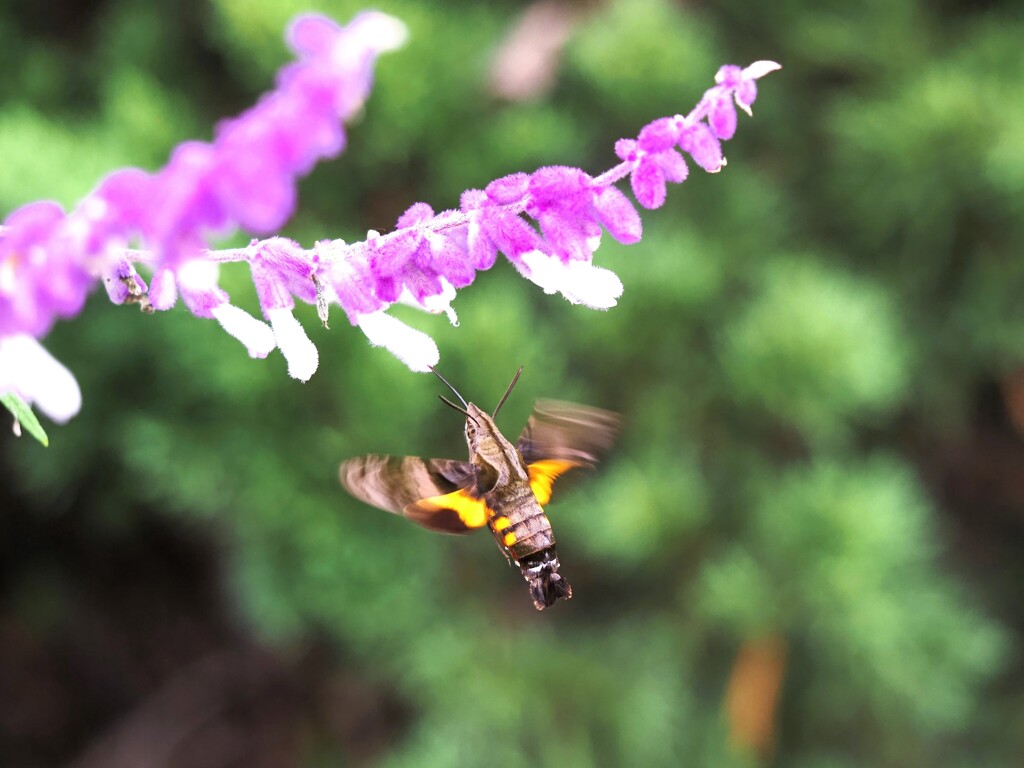 花の蜜を求めて　Ⅱ　ホバリング
