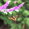 花の蜜を求めて　Ⅱ　ホバリング