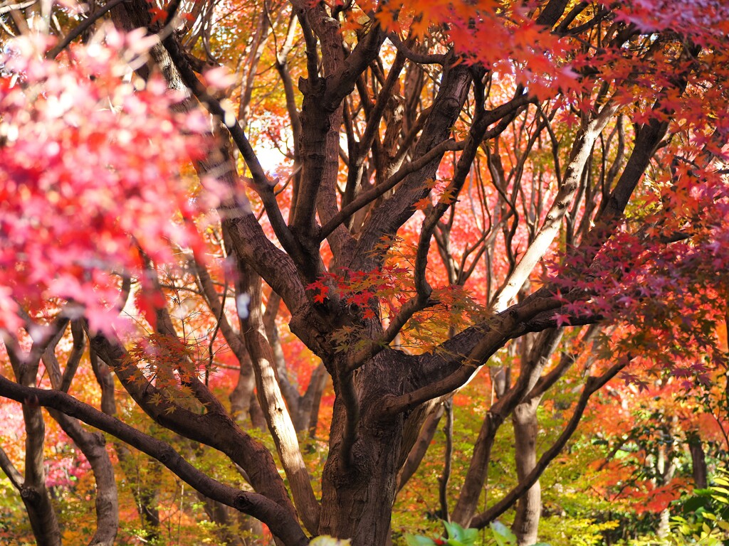 紅葉の森Ⅱ　樹木から広がる