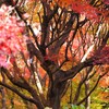 紅葉の森Ⅱ　樹木から広がる