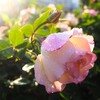 薔薇雨上がりⅢ