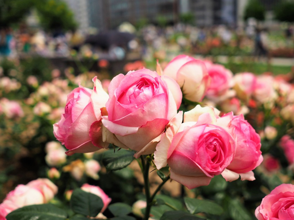 薔薇園