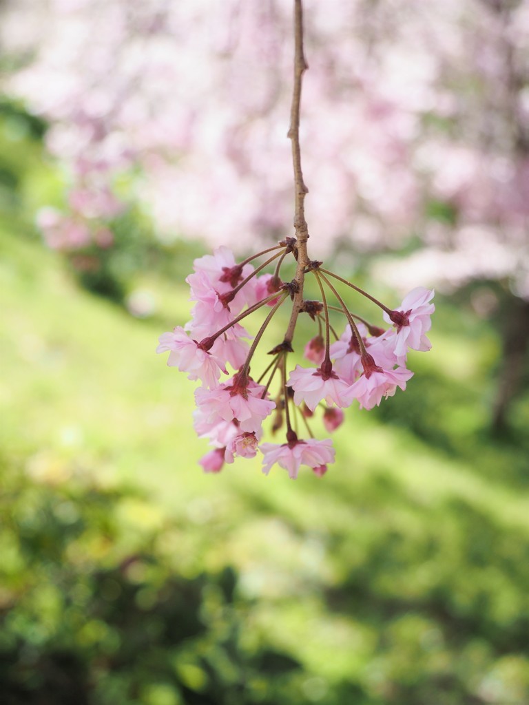 枝垂れ　浮かぶ桜