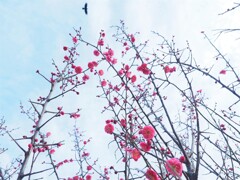 梅と鳥と空