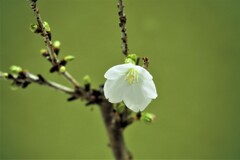 うちの桜Ⅱ