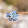 冬の桜　ちょっと淋しく