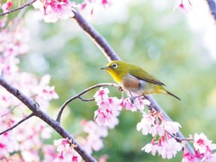 桜にメジロ　Ⅳ