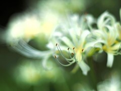 彼岸花Ⅱ　白