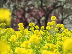 菜の花　と　梅