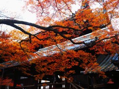 紅葉の真如堂『本堂』