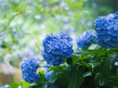 霧と紫陽花Ⅱ