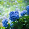 霧と紫陽花Ⅱ