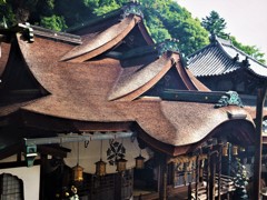 雨の後の檜皮葺の拝殿