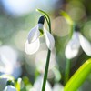 待雪草Ⅲ　光溢れて