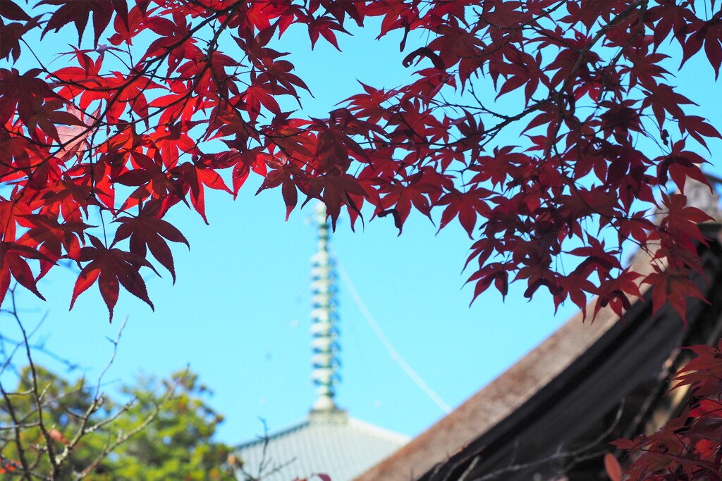 高野山　秋　Ⅰ
