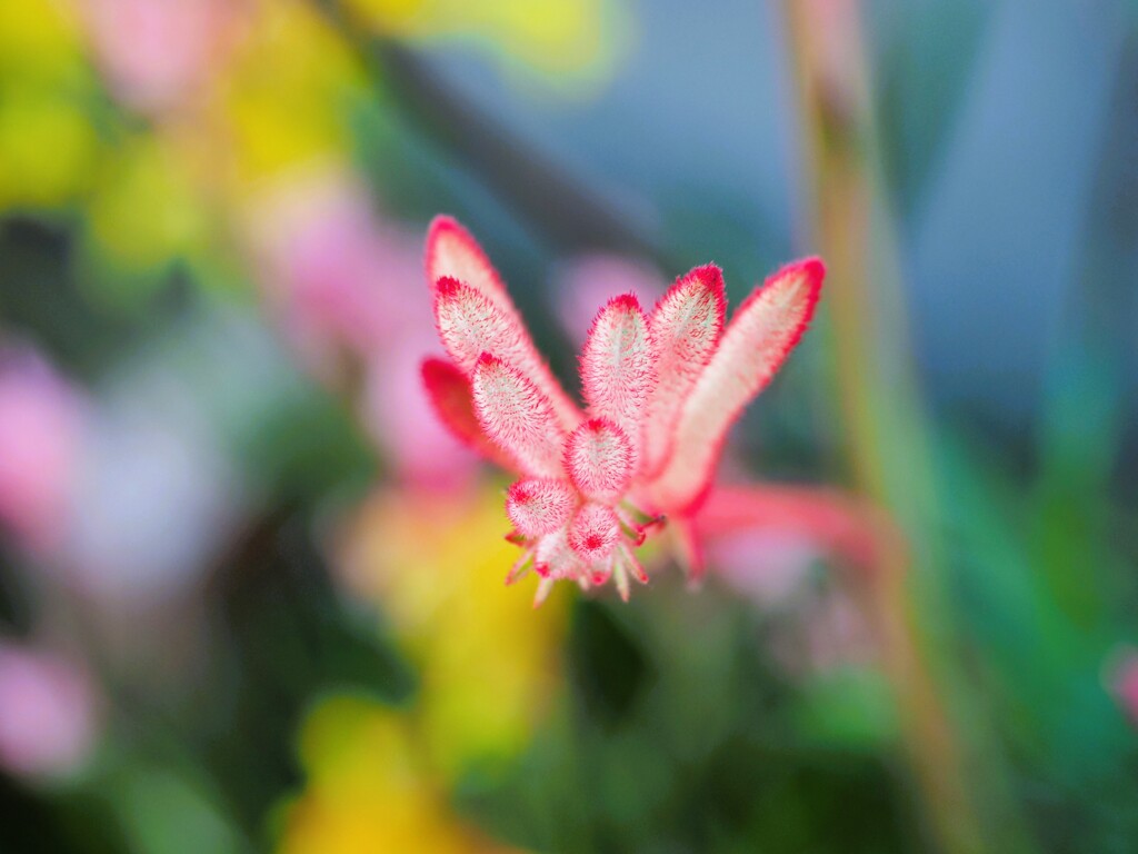 虹色の　植物　たち