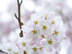 やわらかい玉のような桜　
