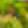 森の色　生き物Ⅰ　蜘蛛さん