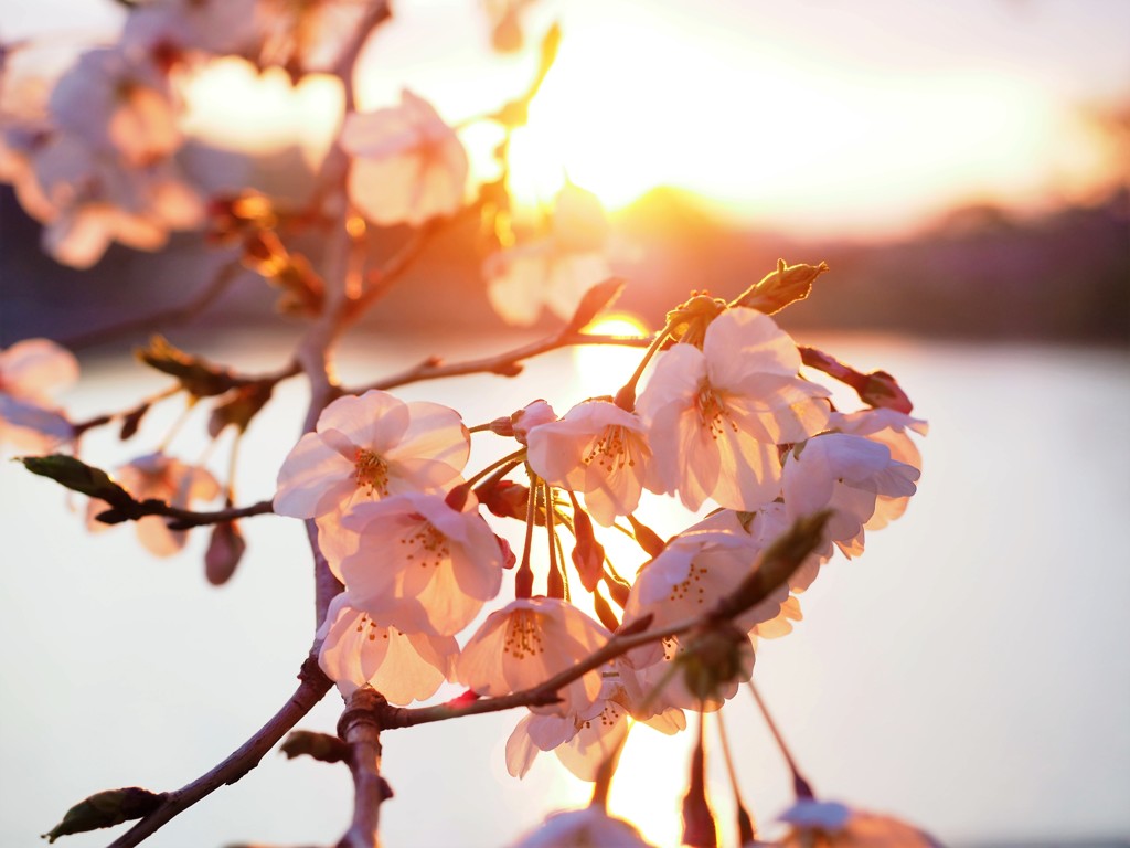 夕日と桜 By けいつー Id 写真共有サイト Photohito