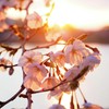 夕日と桜