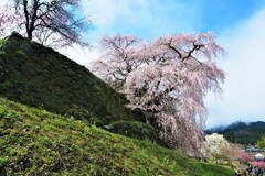 一瞬の青空と又兵衛桜